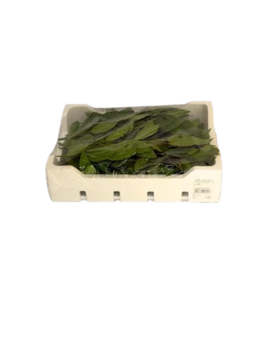 Alloropolistirolo-removebg-preview.png