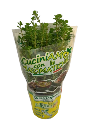 Maggioranapiantagialla-removebg-preview.png