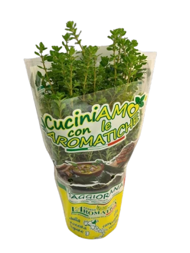 Piantamaggioranagialla-removebg-preview.png