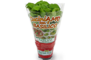 basilico-vaso
